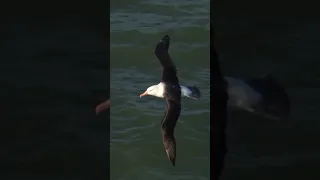 Throwback to seeing a black browed albatross at RSPB Bempton