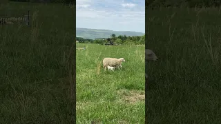 First lambs of the season born today! #sheep #lambs #babyanimal #babysheep #cute #cuteanimals #farm