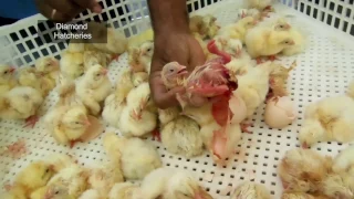 Des poussins brûlés, écrasés et noyés en Inde