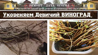 Девичий виноград. Укоренение черенками. Размножение винограда.