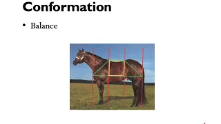 Equine Conformation