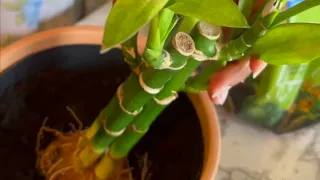 How to repot a Lucky bamboo in soil ?