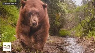 "Wildlife on the Edge" documentary makes the animals in Southern California's mountains the stars