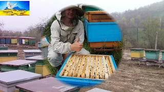 Як лікувати від Варроа без шкоди для бджіл і для себе.