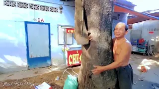 Toàn Cảnh Quá Trình Cưa Bốn Cây Bàng Khủng Ở Vị Trí Chật Hẹp. Sawing four giant almond trees