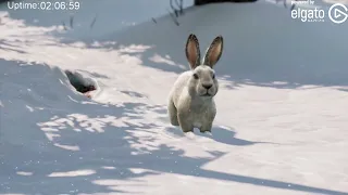 Perfect Bunny Timing