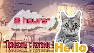 ПРИКОЛЫ С КОТАМИ 2 ЧАСА ПОД РЯД || CATS COMPILATION 2 HOURS