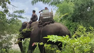 Elephants transport ballots in remote Cambodian province | AFP