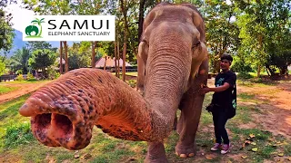 Feeding Rescued Elephants | Samui Elephant Sanctuary | Feb 2023