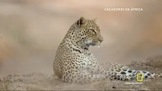 Caçadores Da África -  Leopardo HD