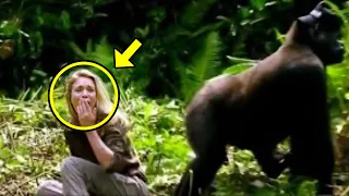What This Gorilla Did To A Tourist In The Jungle, Shocked The Whole World!