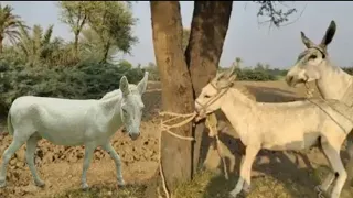 white male Donkey Meeting  and female Cow Friendship