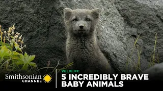 5 Incredibly Brave Baby Animals 🥺 Smithsonian Channel