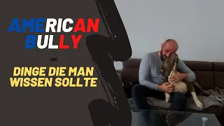 Dinge die man über einen American Bully wissen sollte