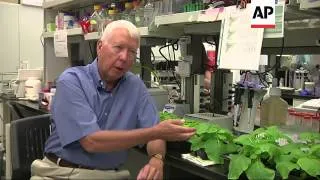 Doctor hunts for Ebola vaccine in genetically modified tobacco plants