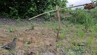 DIY Bird Trap -How To Make DIY Bird Trap Using Rock With Small Tree