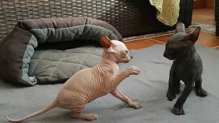 Sphynx Kittens Playing - Mommy & Daddy Watching 🐾😻 Too Cute!