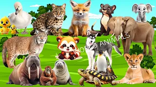 Amazing Animal Sounds from Around the World: Aww-Worthy and Hilarious Animal Moments for a Peaceful