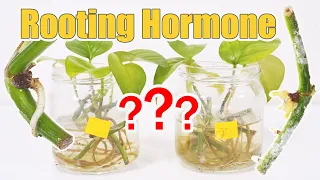 Rooting Hormone For Propagation, Does It Work?