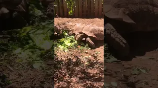 HUNGRY GIANT Tortoise #shorts #turtle #hungry #outdoors #biggboss