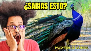 🌿👀"El Pavo Real: Símbolos, Enseñanzas y Curiosidades Fascinantes"🦚