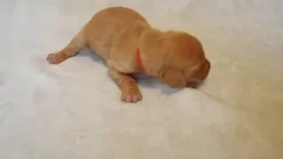 Red, 1 week old Hungarian Vizsla puppy