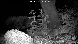 Hedgehogs fighting to win a mate. Durham UK 13062021