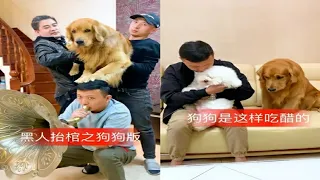 神犬轮胎-狗狗很聪明😂狗狗是人类的好朋友😃