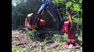 Cutting wood with TimberPro feller buncher