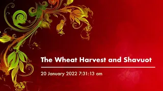 The Wheat Harvest and Shavuot