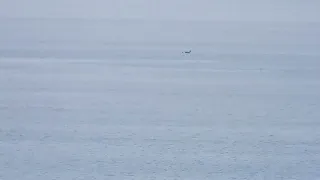The Loneliness of the Long-Distance Southern Resident Killer Whale in Haro Strait, 11 April, 2022
