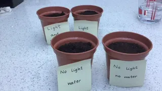 Science - Growing seeds experiment.
