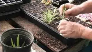 How to Grow Mexican Sage : Planting Cuttings in Soil for Growing Mexican Sages