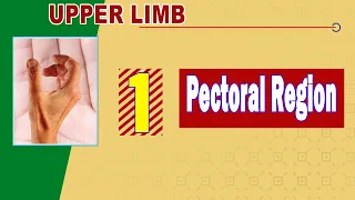 01. Pectoral region (Muscles & Fascia)