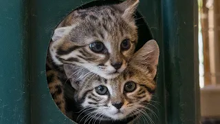 Smitten for Kittens! Black-Footed Cats Born at the San Diego Zoo Safari Park