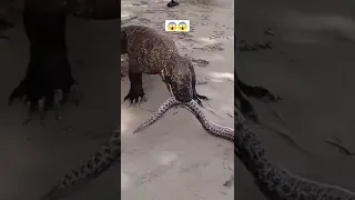 Komodo Dragon Swallows Eel Moray it Whole 😱 #shorts #animals #wildlife #viral