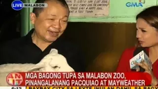UB: Mga bagong tupa sa Malabon Zoo, pinangalanang Pacquiao at Mayweather