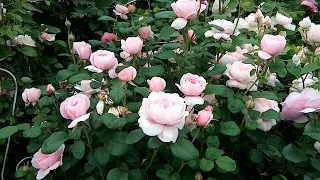 Розы Д.Остина.Красивое цветение 2023.