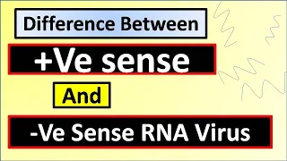 Difference Between +Ve Sense And -Ve Sense RNA Viruses