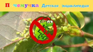 0+ Кто такая тля? Почемучка. Детская энциклопедия.