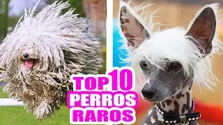 LOS 10 PERROS MÁS RAROS DEL MUNDO! TOP RAZAS MÁS EXÓTICAS #TopTen SandraCiresArt