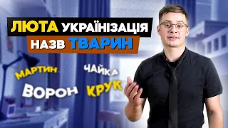 Люта українізація назв тварин. Хто мартин, чайка, ворон, крук? Пацюк чи щур?