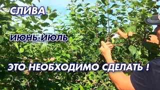 СЛИВА/ОБЯЗАТЕЛЬНЫЕ РАБОТЫ В САДУ !!!