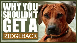 5 Reasons You SHOULD NOT GET A RIDGEBACK!