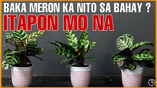 MGA HALAMAN SA BAHAY NA MAAARING MAGDALA NG LABIS NA KAMALASAN SA BUHAY | UNLUCKY PLANTS