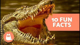 10 FACTS About CROCODILES 🐊 | Do They Swallow Stones? Do They Regenerate Teeth?