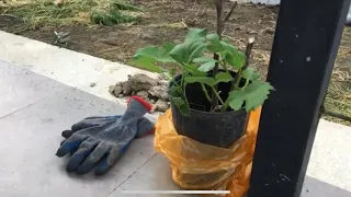 МАМА УПАЛА 😱😰Беженка из Херсона высаживает деревья 🌳 Жизнь в новом доме полным ходом. #анапа