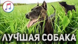 Фаина Питбуль - Собака Лучший Друг (Премьера Клипа 2024,  Official Video)
