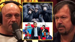 How Chimpanzees Choose Their Leaders | Joe Rogan Podcast