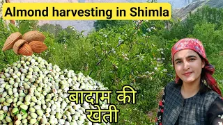 Almond harvesting in Shimla (H.P) || Almond orchard ( fresh from farm)|| Badam ka season|| vlog 100